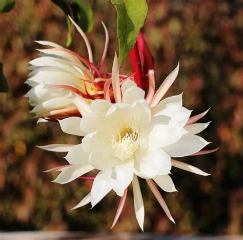 曇花|曇花 Epiphyllum 